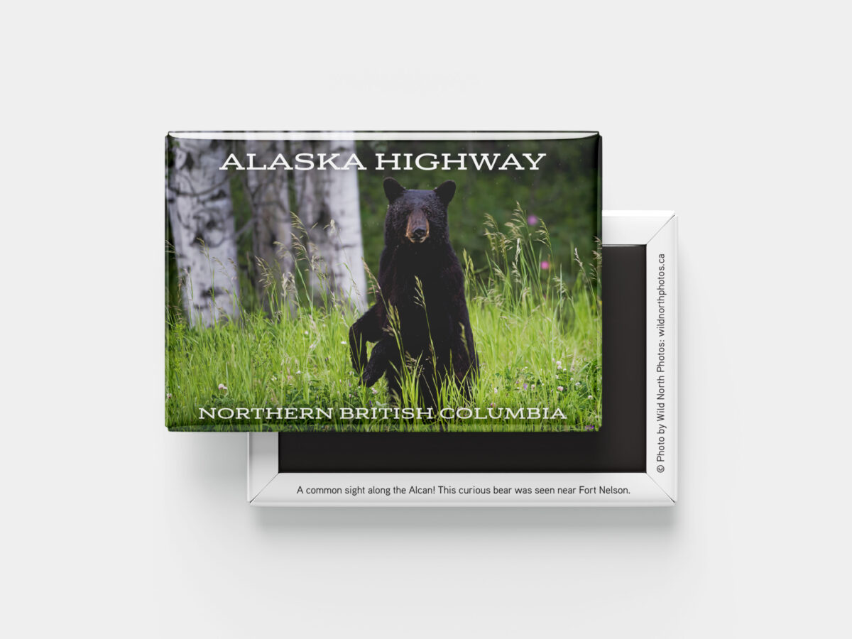 black bear alaska highway souvenir photo magnet